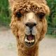 Llama.small