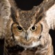 Great-horned-owl_773_600x450.small