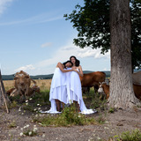 Cows.medium