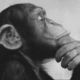Monkeys_ernestcline.small