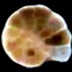 Foram-icon.small