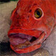 Feesh.small