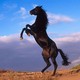 The-best-top-desktop-horse-wallpapers-2.small