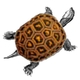Turtle.small