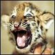 Tiger%20cub%20avatar.small