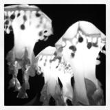 Jellies.medium