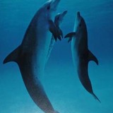 Dolphins.medium