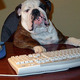 Writingbulldog.small
