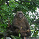 Chango.small