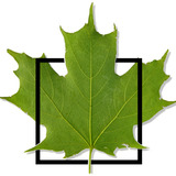 Logo_no_white.medium