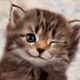 Cat_avatar_-jpeg.small