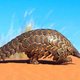 Pangolin.small