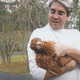 Chicken.small
