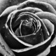 Black_rose_by_maria.small