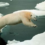 Polarbear.medium