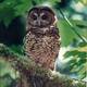 Wa-fresc_northern_spotted_owl.small