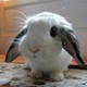 Happy_bunny.small