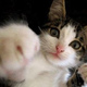 Cat.small