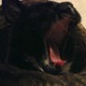Catinspace.small