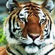 Tiger.small