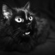 2012-01-07_socrat_-_01a.small