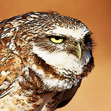 Burrowowl_square.medium
