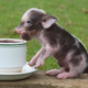 Mini-pig-2.small