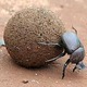 Dungbeetle.small