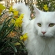 Stunning_white_maine_coon.small