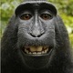 Monkeyshot.small