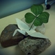 Clover_(640x480).small