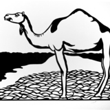 Camel.medium