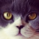 Mikoclose.small