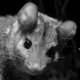 Chuditch_portrait_300.small