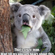 Koala.small