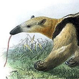 Tamandua_thumbnail.medium