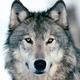 Wolf-photo.small