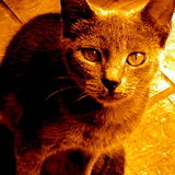 Images.medium