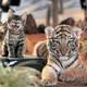 Beautiful-tiger-and-a-kitten-1.small