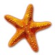 Starfish.small