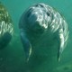 Manatee_mom_2.small
