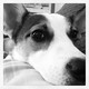 Daisy.small