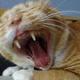 Big%20mouth.small