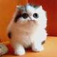 Fuzzy.small