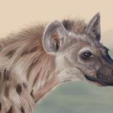 Hyena.medium
