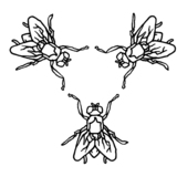 Flies1.medium