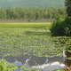 Lilly%20pad.small