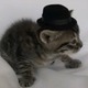 Tiny%20cat%20in%20tiny%20hat2.small