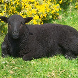 01_62_25---black-sheep_web.medium