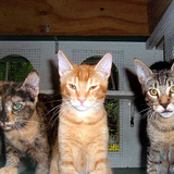 3cats.medium